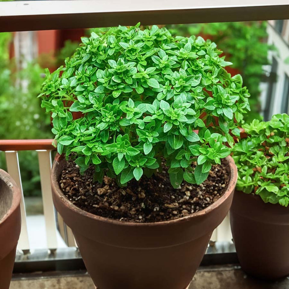 30 Semillas Albahaca Enana