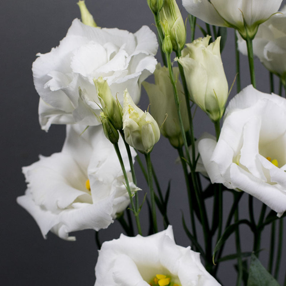 10 Semillas Lisianthus Blanco