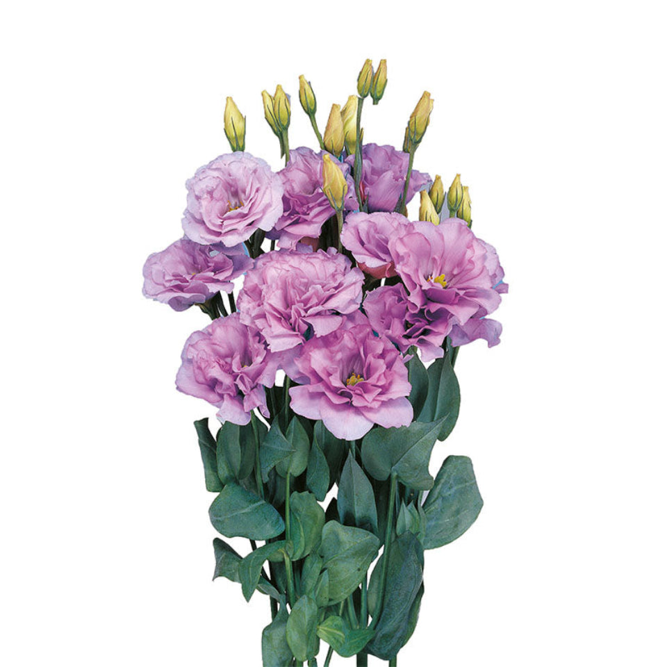10 Semillas Lisianthus Lavanda
