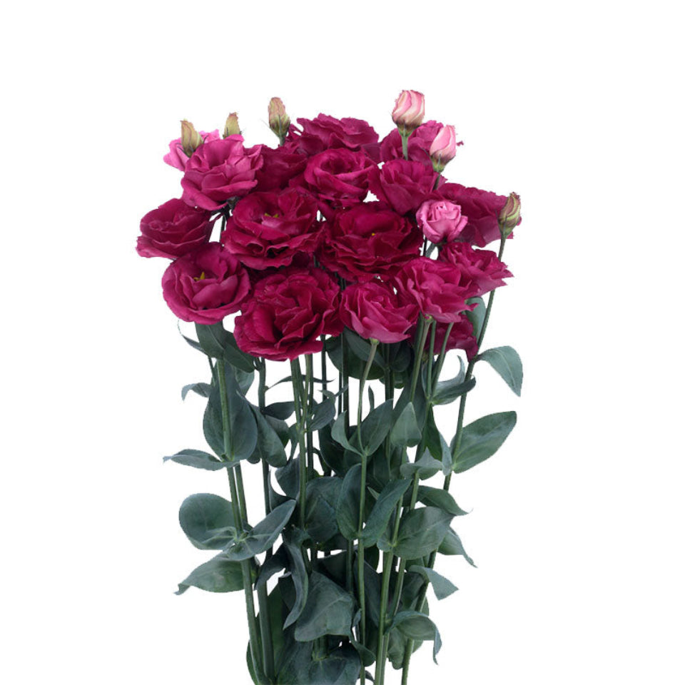 10 Semillas Lisianthus Rojo