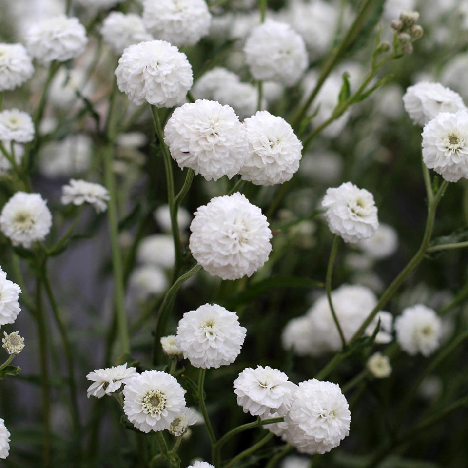 30 Semillas Achillea Ptarmica
