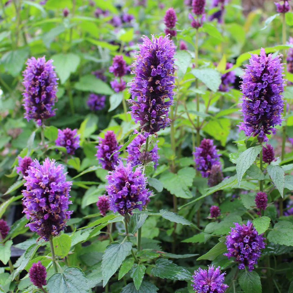 30 Semillas Agastache Medicinal