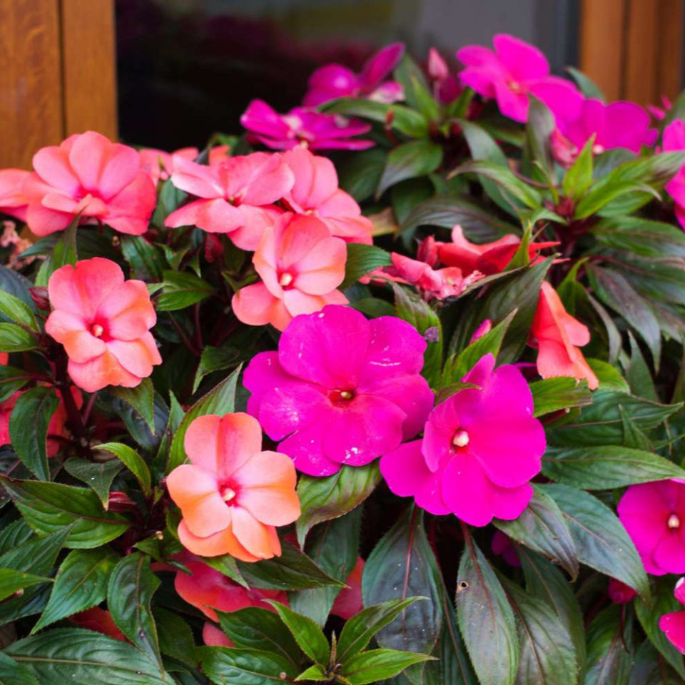 30 Semillas Alegría Del Hogar