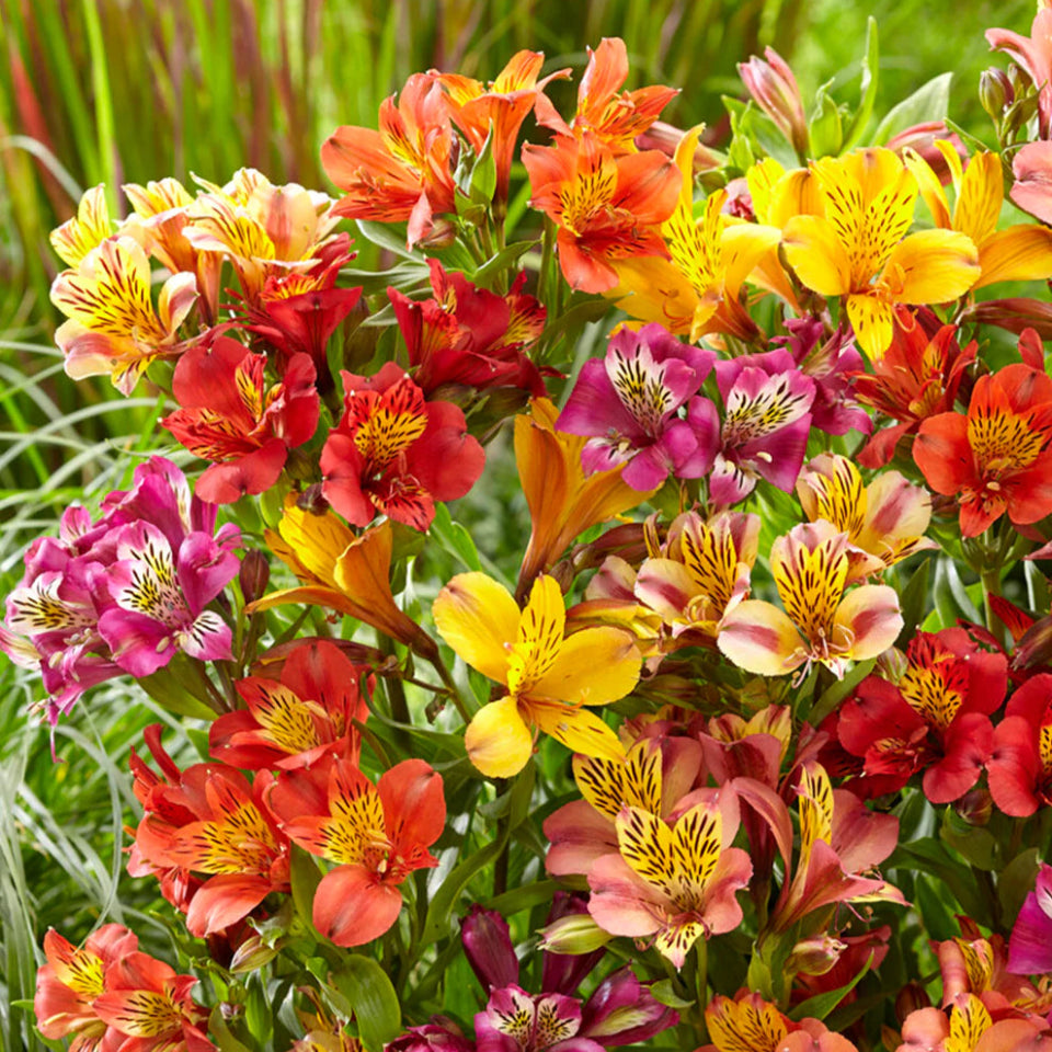 10 Semillas Alstroemeria