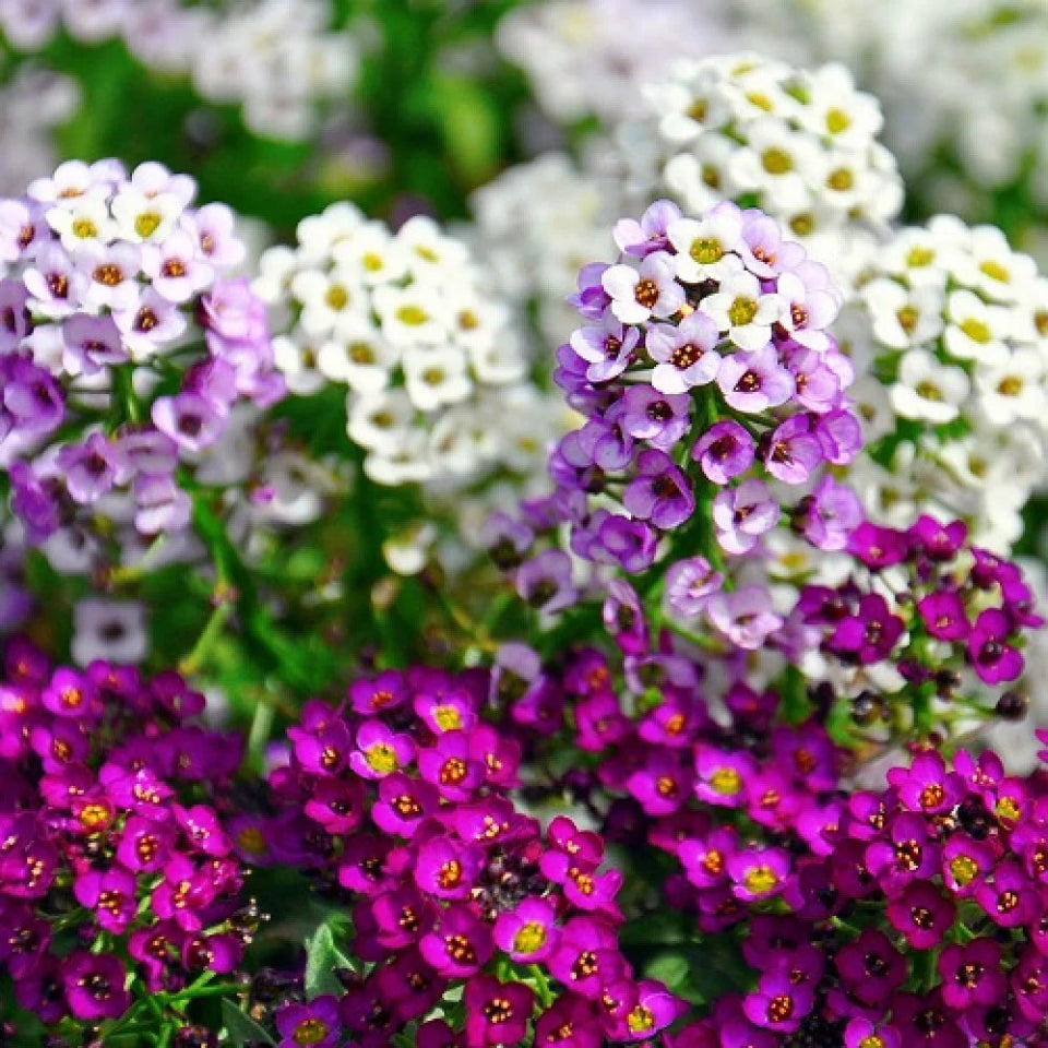 30 Semillas Alyssum