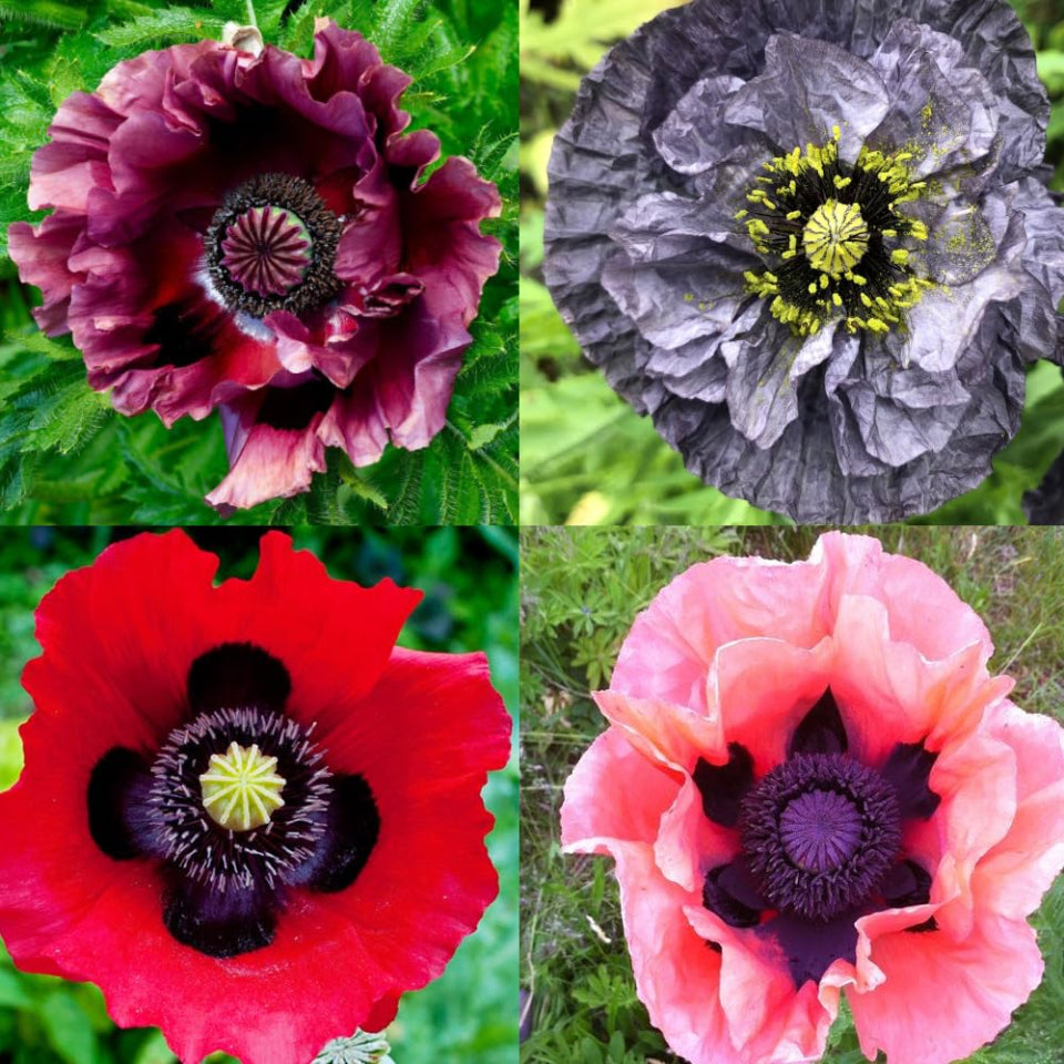 30 Semillas Amapolas Dobles
