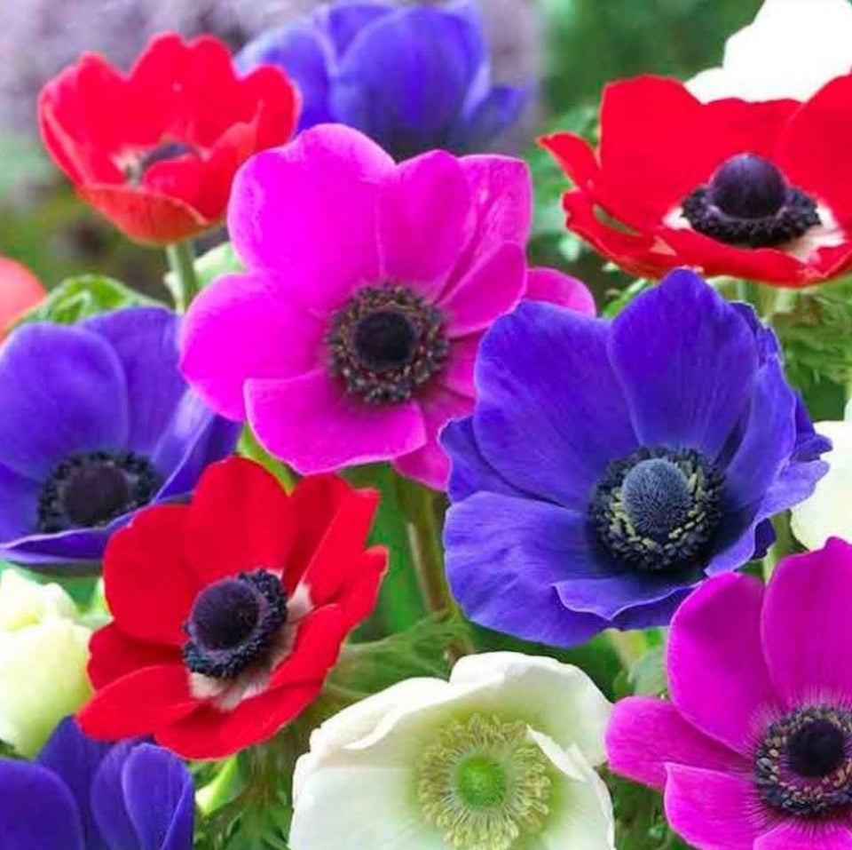 30 Semillas Anémona