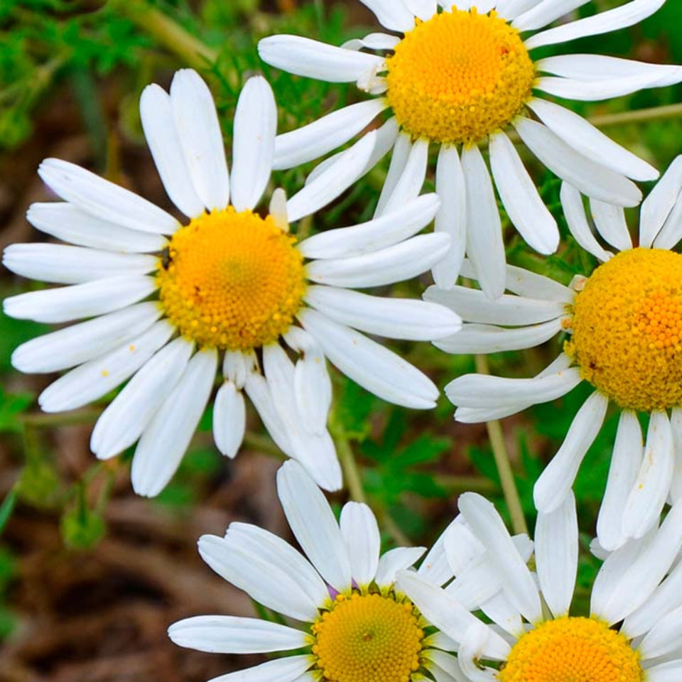 30 Semillas Manzanilla