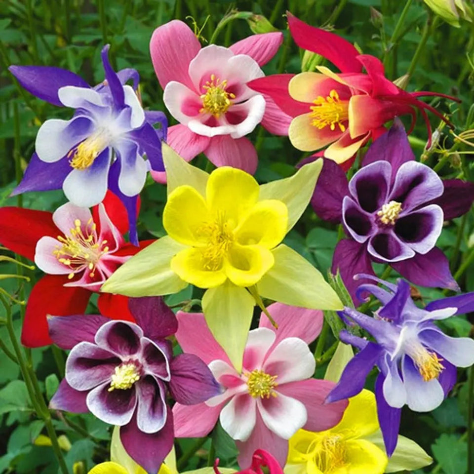 30 Semillas Aquilegia