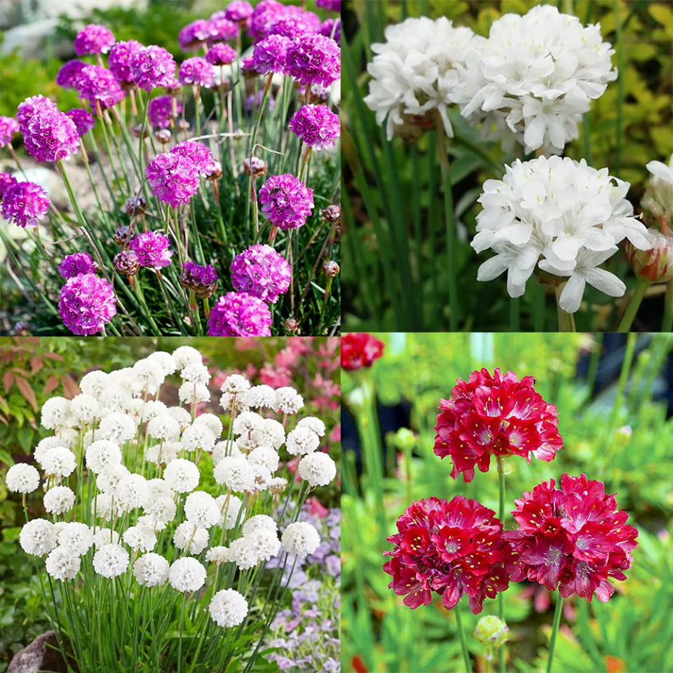 30 Semillas Armeria Maritima