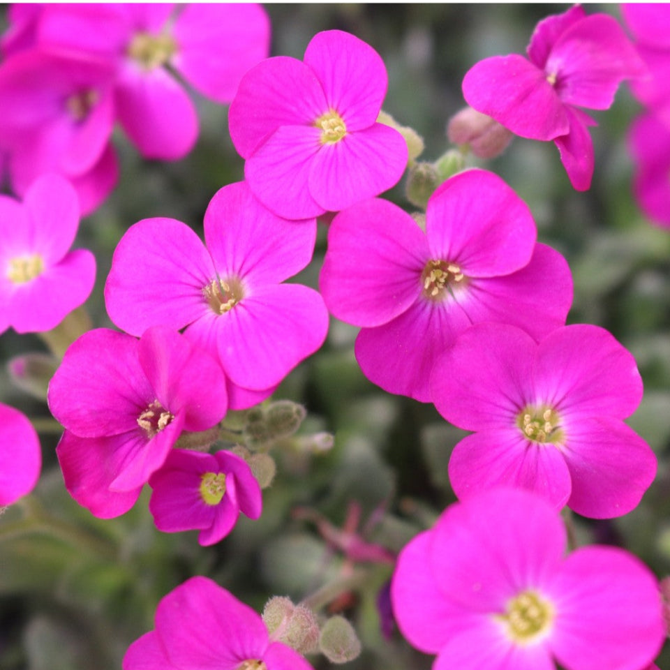30 Semillas Aubrieta Rosada