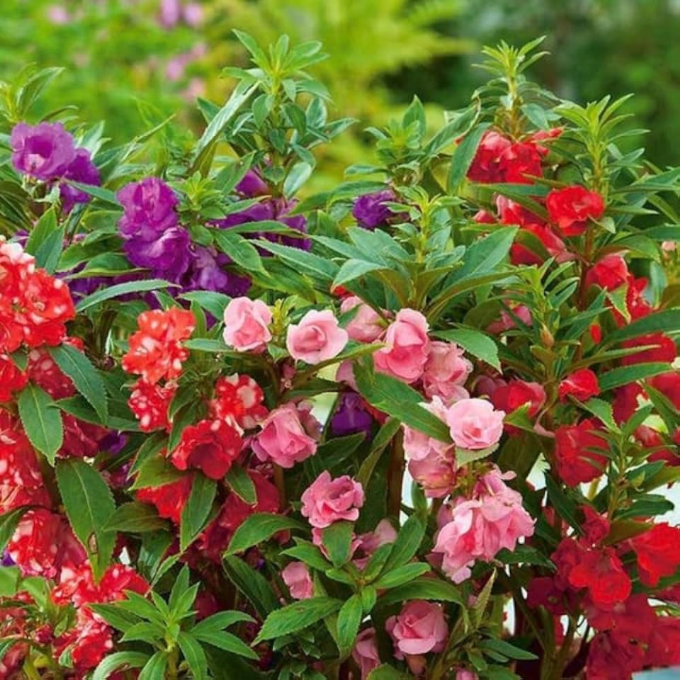 30 Semillas Balsamina Doble