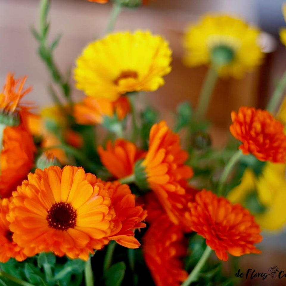 30 Semillas Calendula