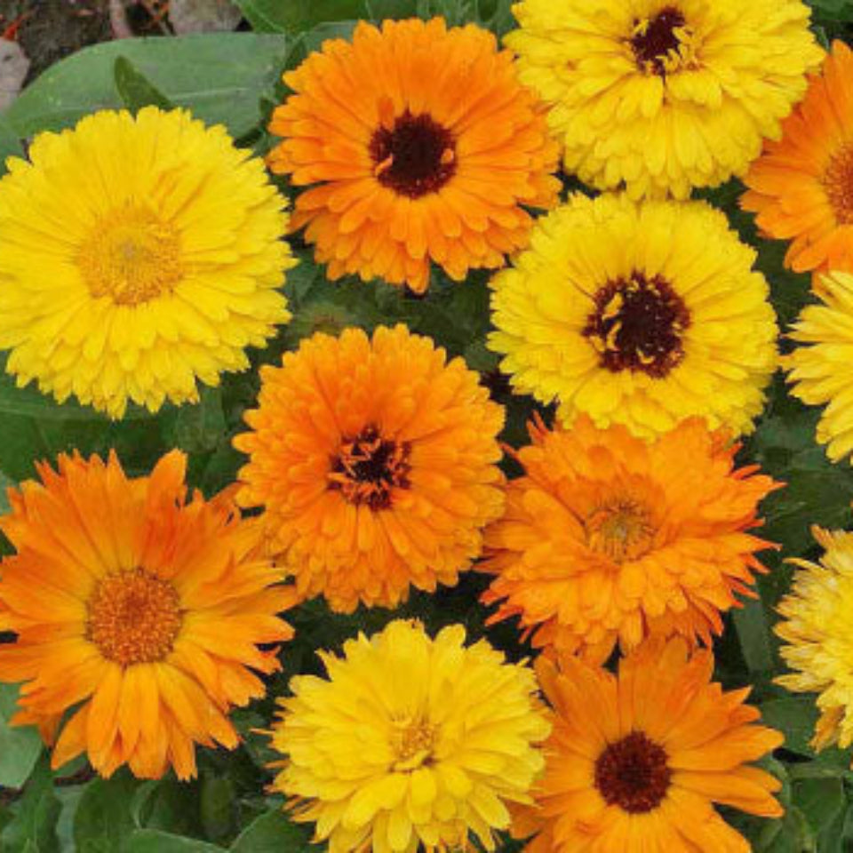 Pack de Semillas "Sol y Resistencia" ☀️