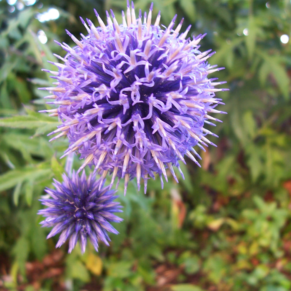 10 Semillas Cardo Abadejo