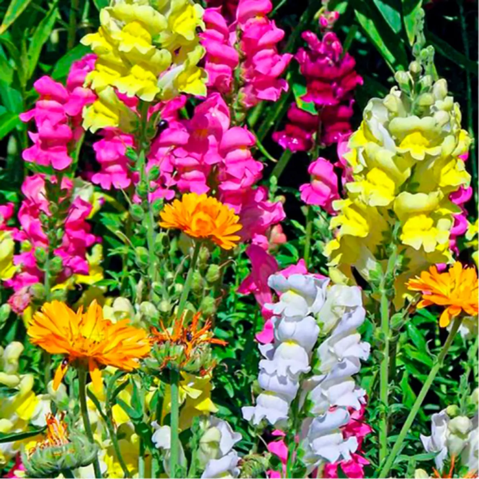 30 Semillas Cartucho Alto