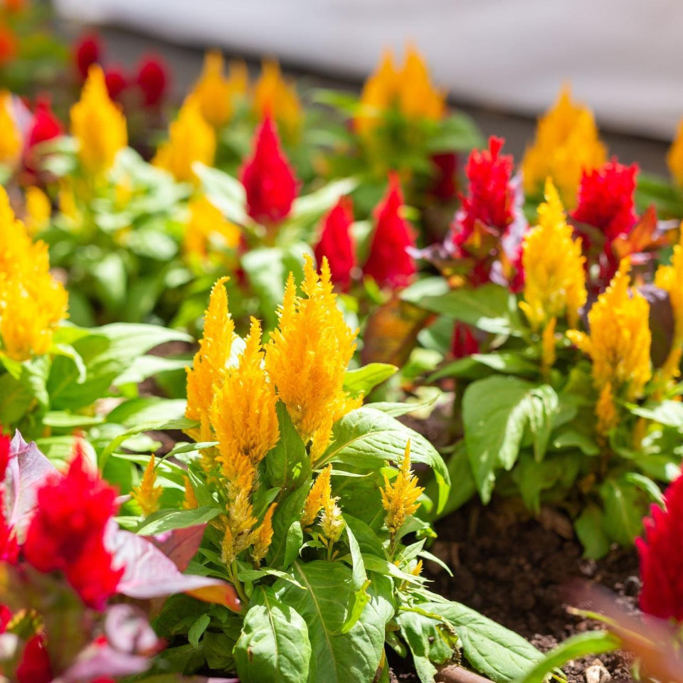 30 Semillas Celosía Plumosa