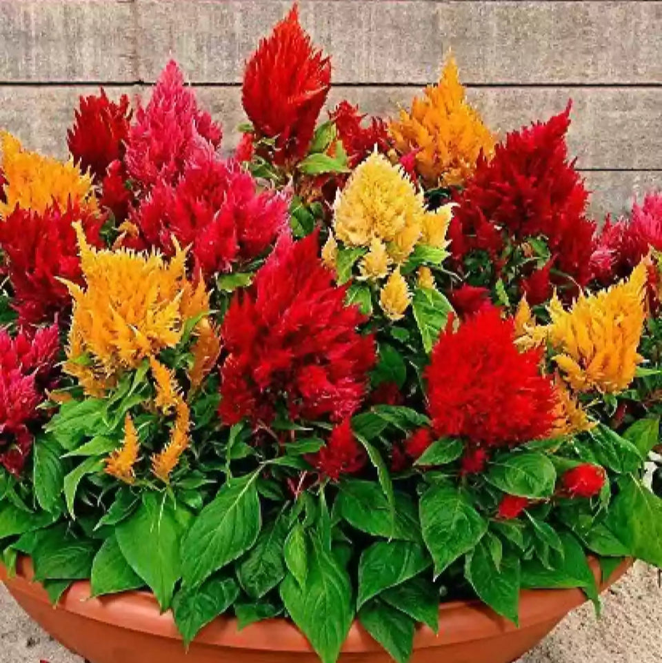 30 Semillas Celosia Plumosa