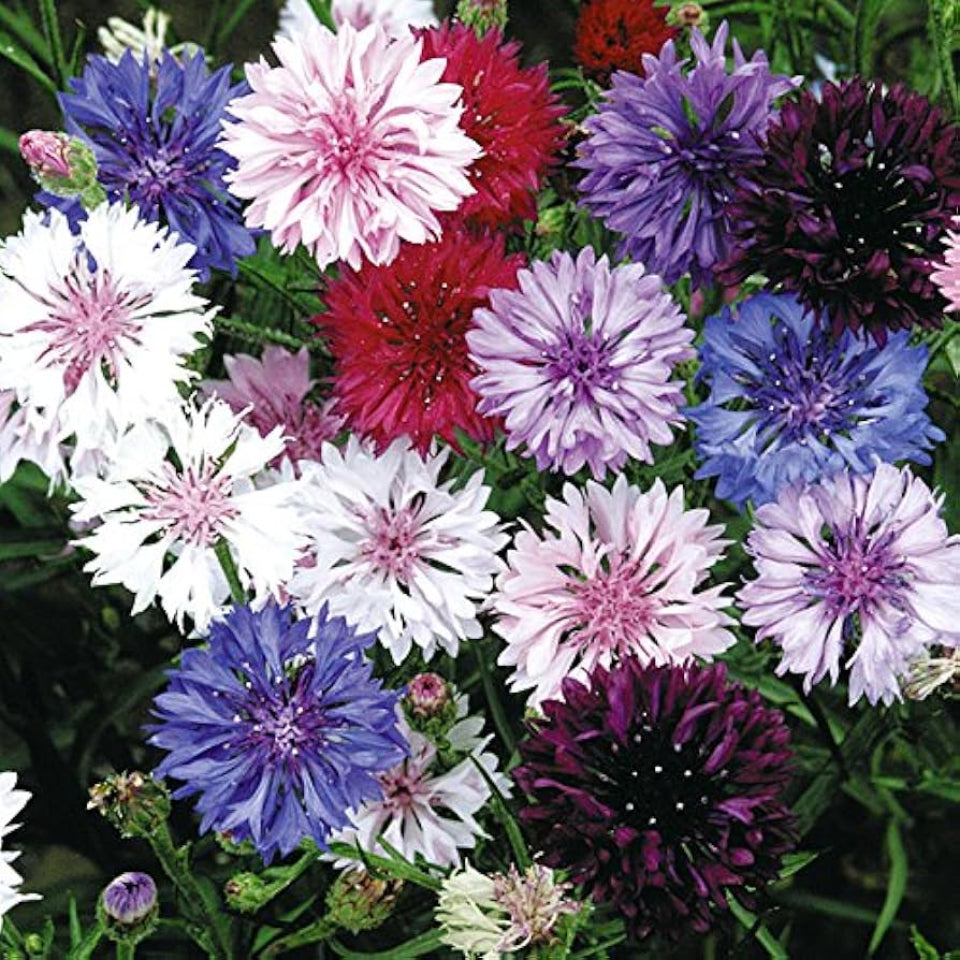 15 Semillas Centaurea