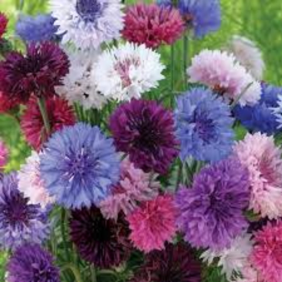 Pack de Semillas "Mariposas y Abejas" 🦋