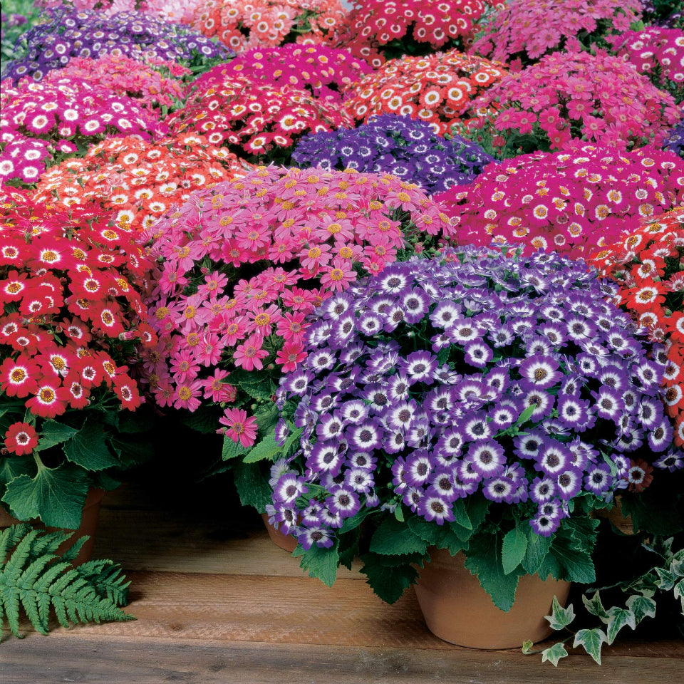 30 Semillas Cineraria
