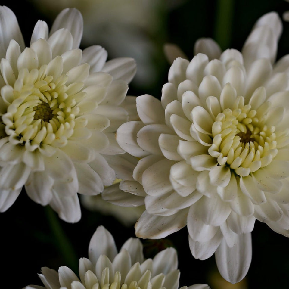 30 Semillas Crisantemos Enanos Blanco