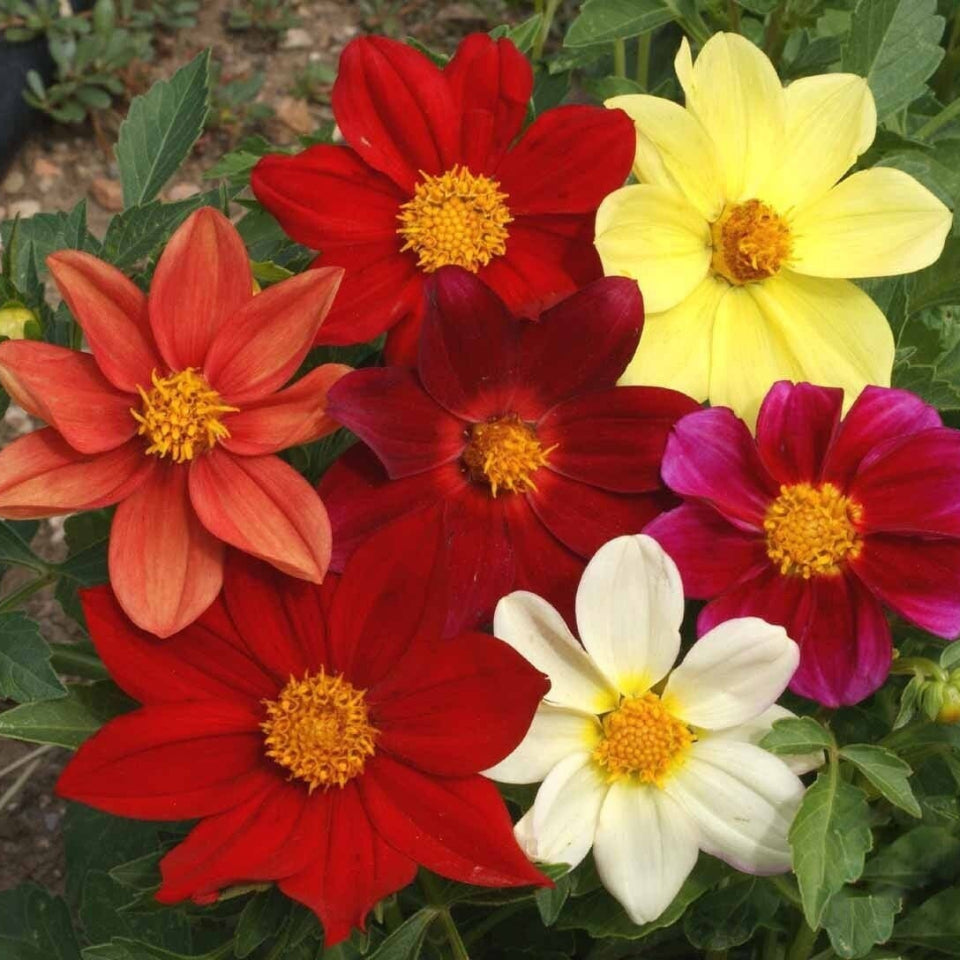 15 Semillas Dalias Enanas