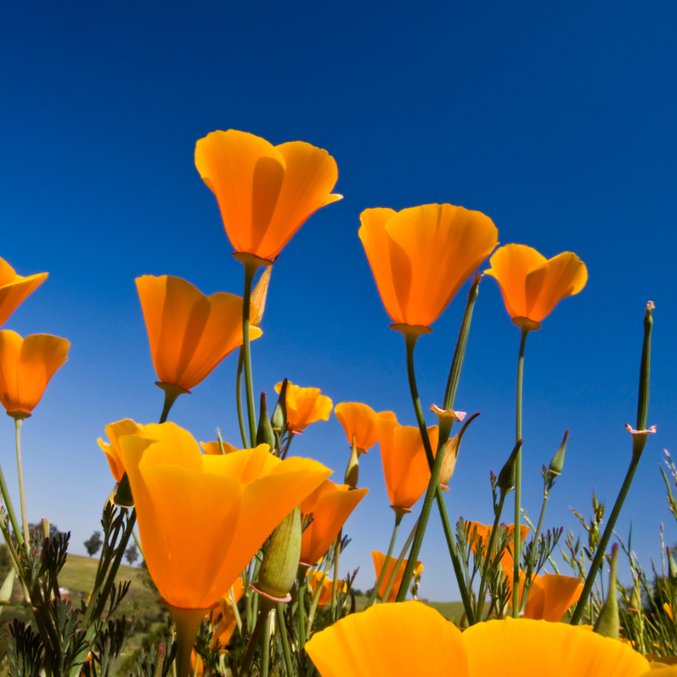 30 Semillas Dedal De Oro