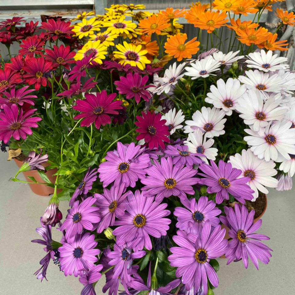 15 Semillas Dimorfoteca