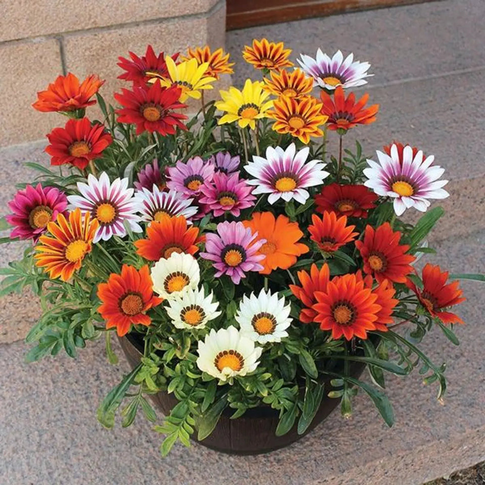 30 Semillas Gazania