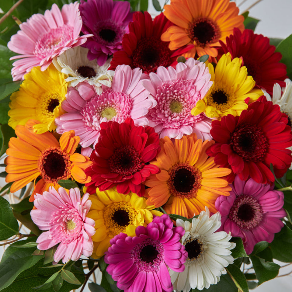 15 Semillas Gerbera