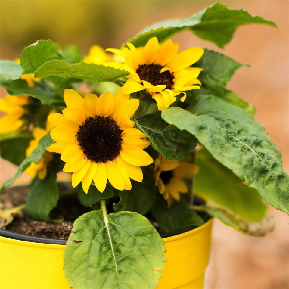 10 Semillas Girasol Enano