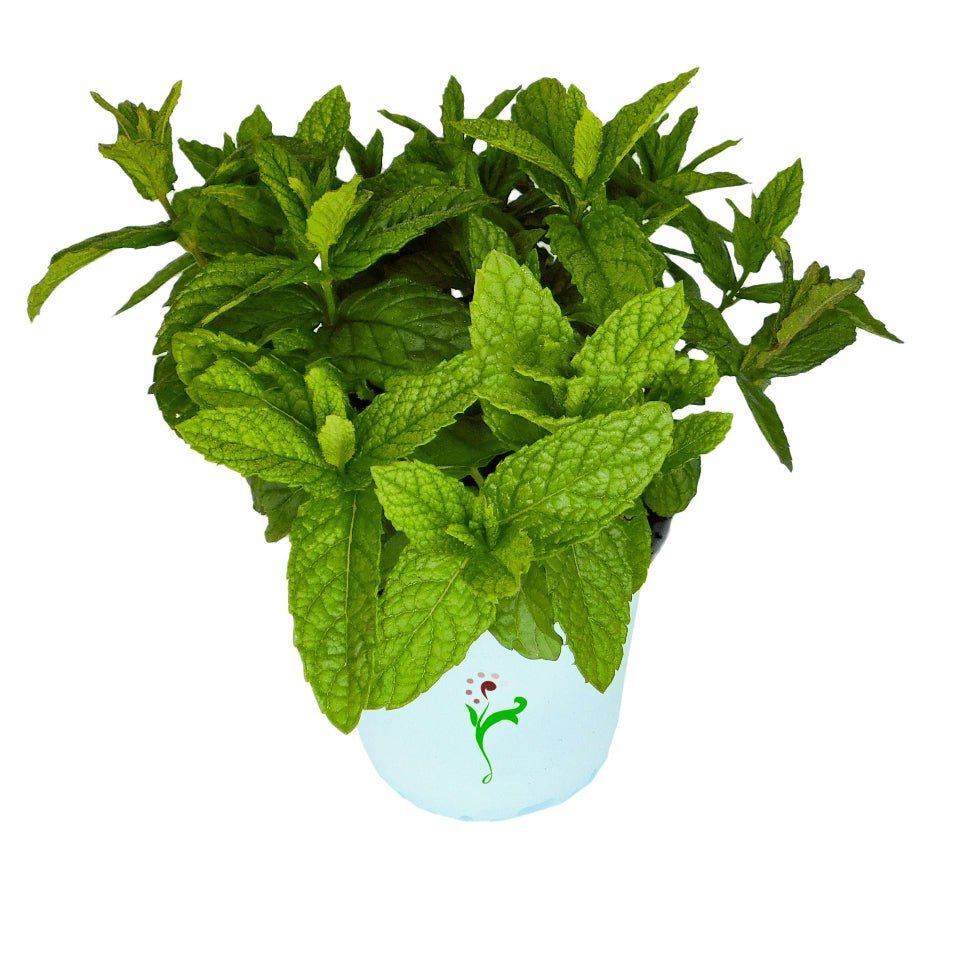 30 Semillas Hierba Buena