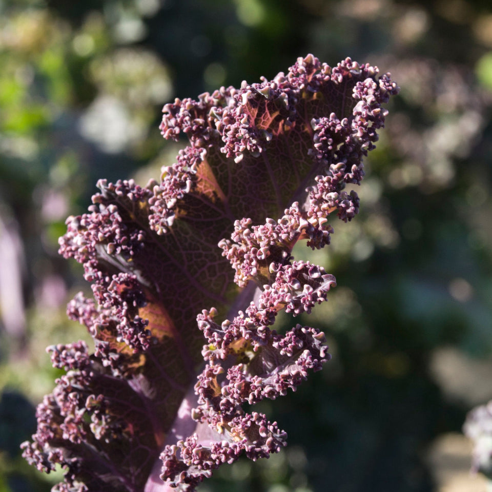 30 Semillas Kale Rizado Morado