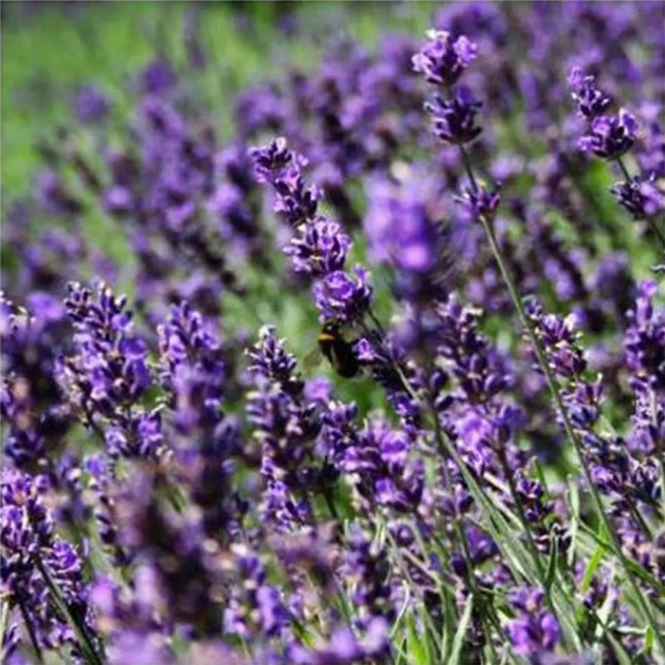 30 Semillas Lavanda Inglesa Lila