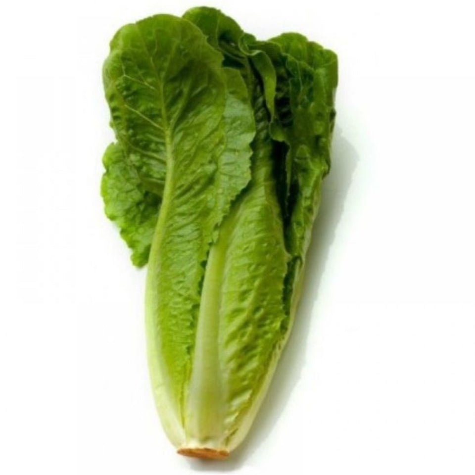 30 Semillas Lechuga Costina