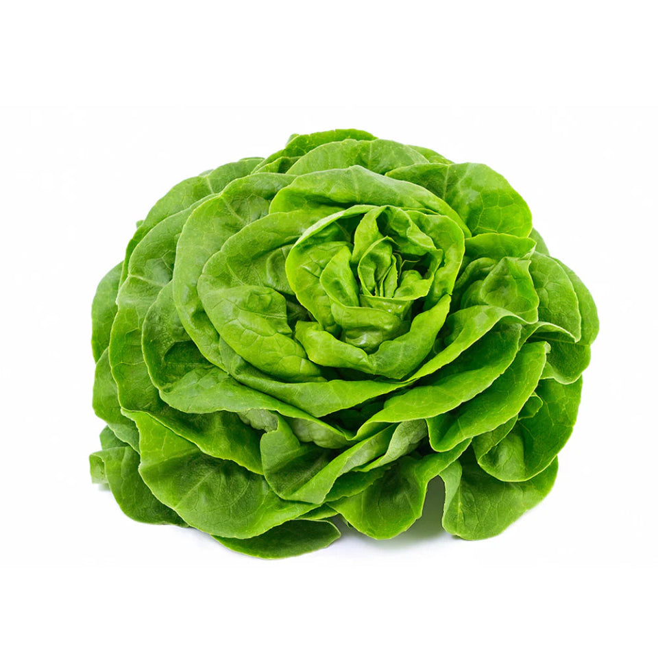 30 Semillas Lechuga Española