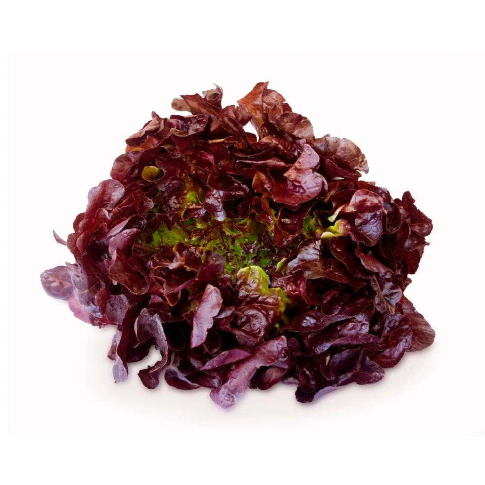 30 Semillas Lechuga Morada