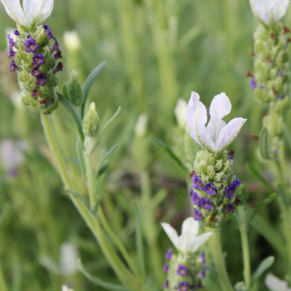 30 Semillas Lavanda Inglesa Blanca