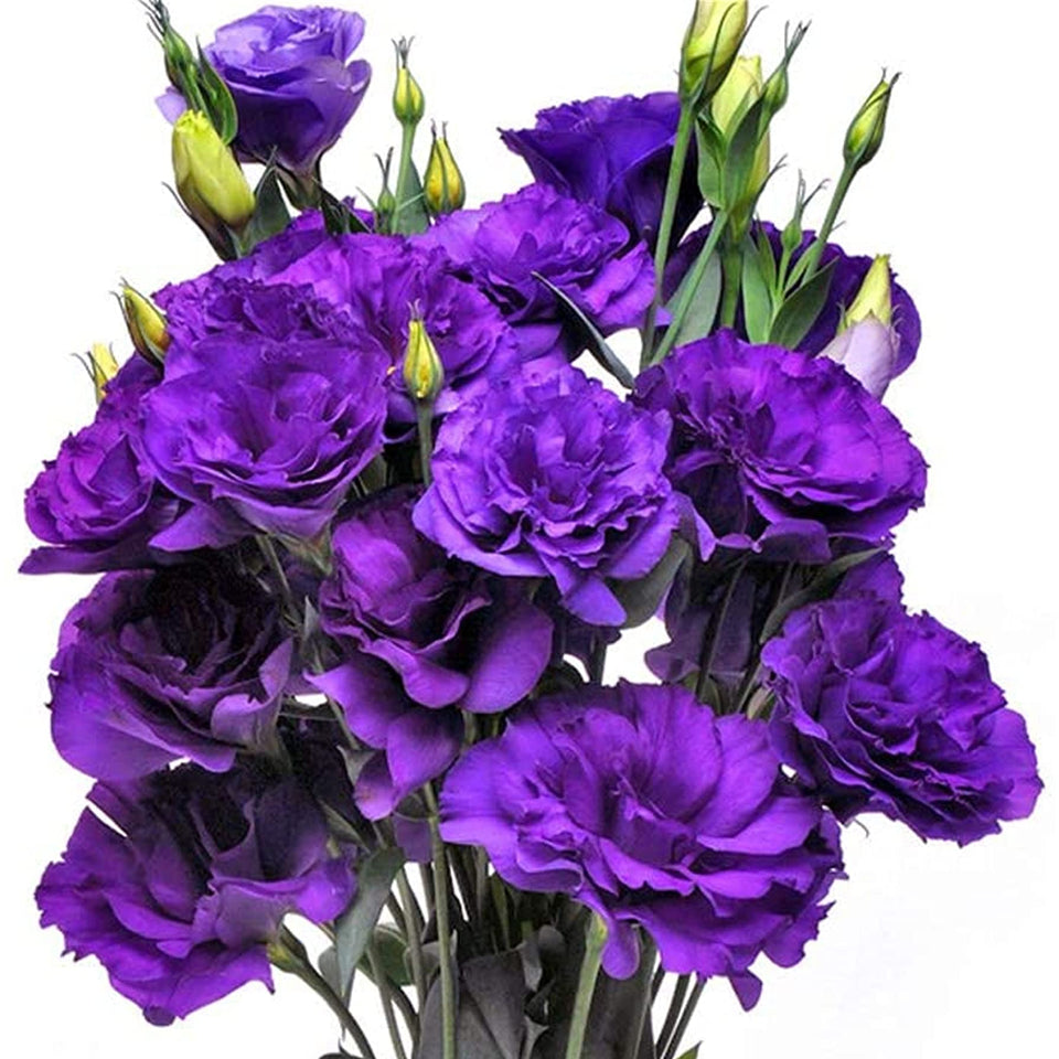 10 Semillas Lisianthus Morado