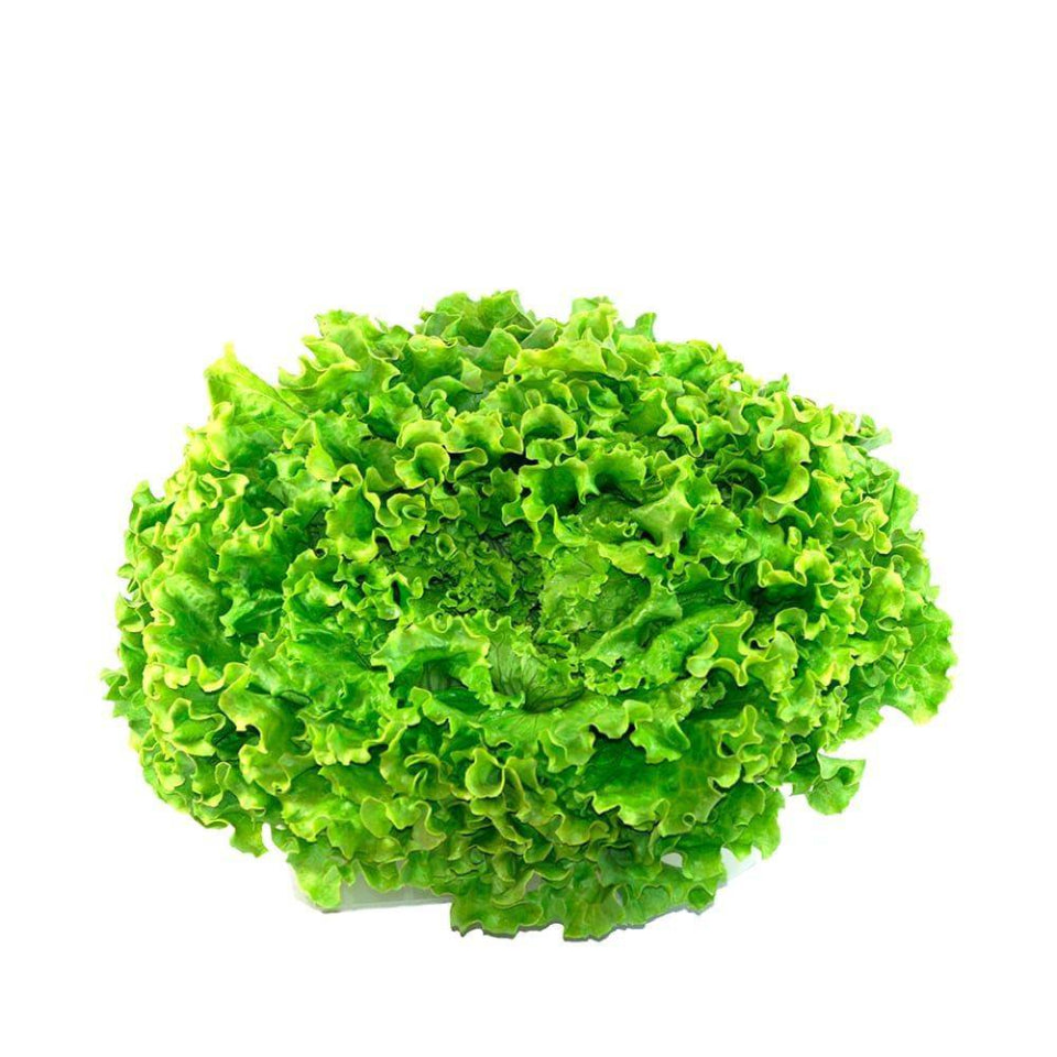 30 Semillas Lechuga Lollo Verde