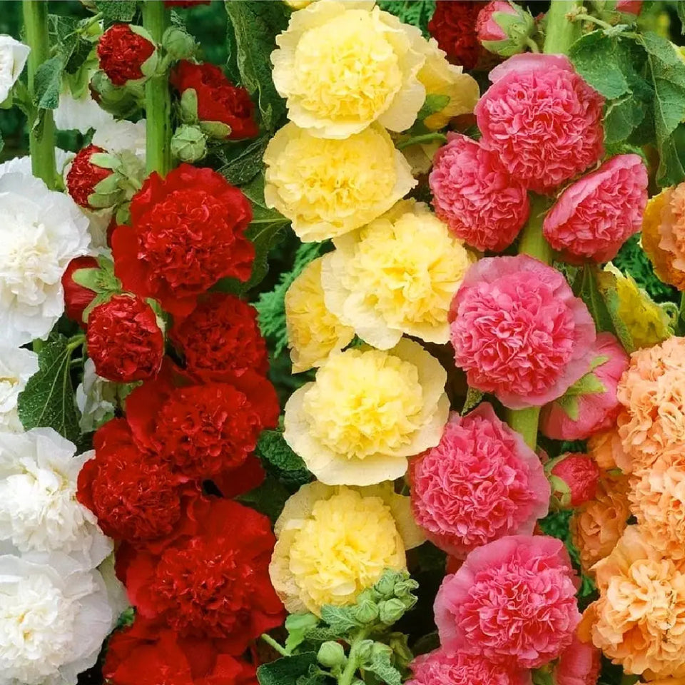 Pack de Semillas "Flores Rústicas" 🌾