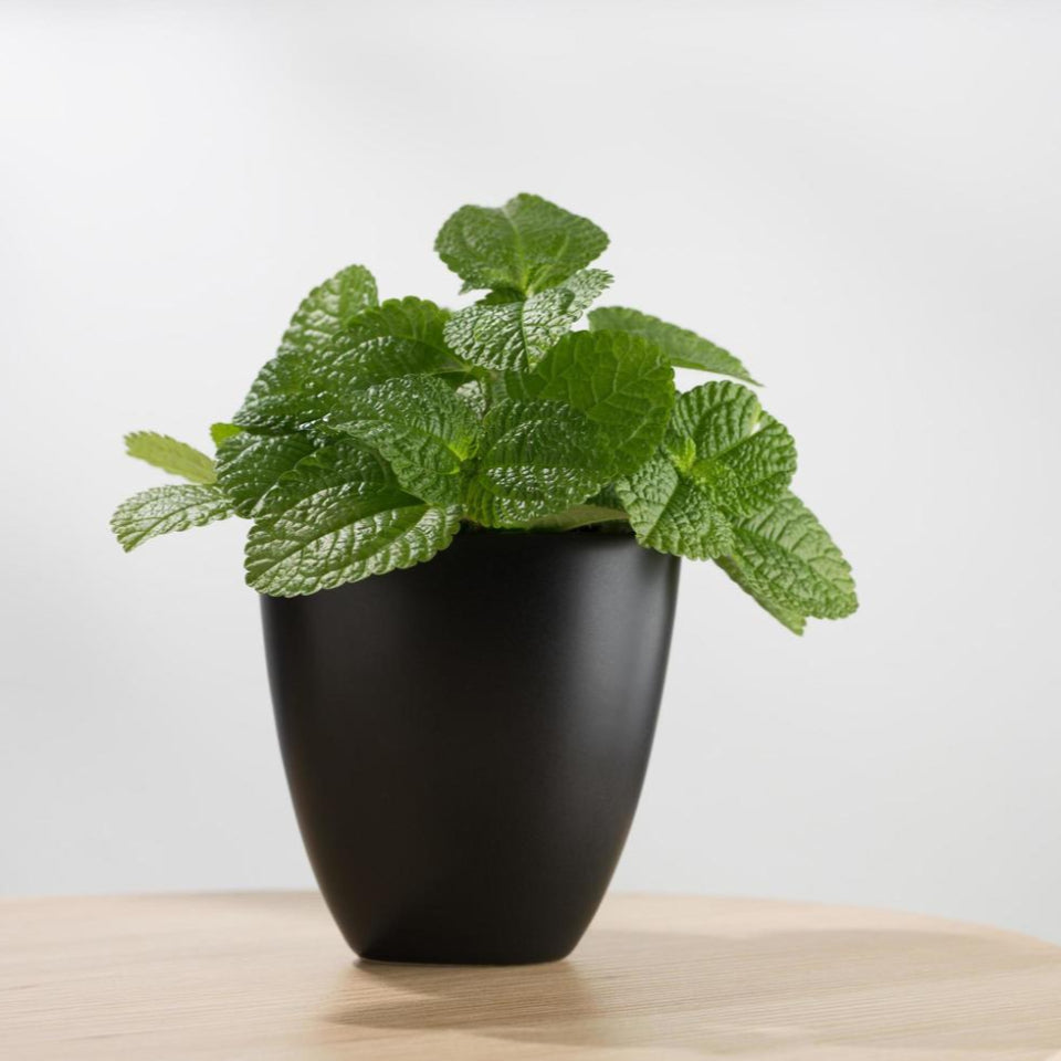 30 Semillas Menta Negra