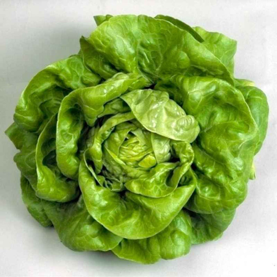 30 Semillas Lechuga Milanesa