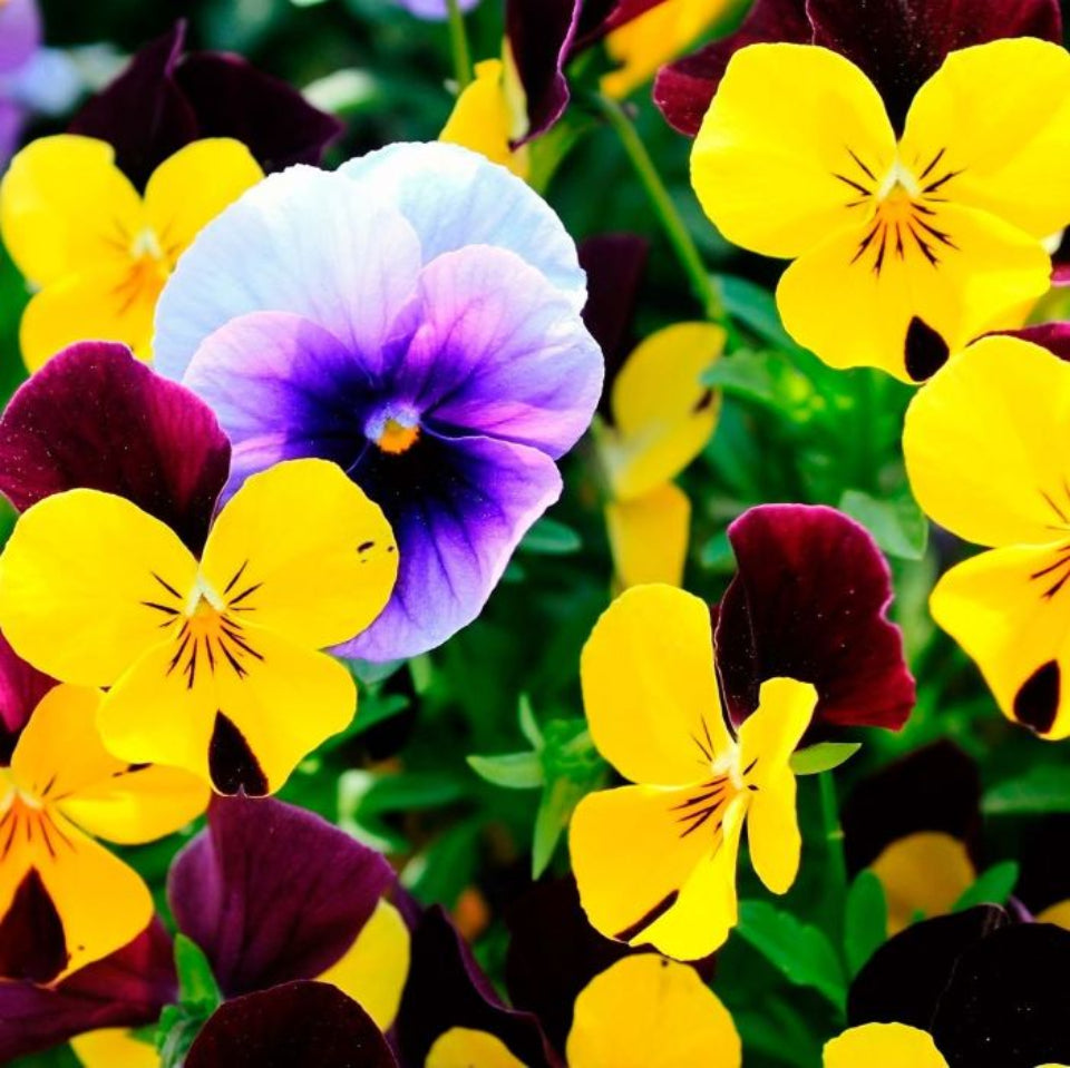 30 Semillas Pensamientos