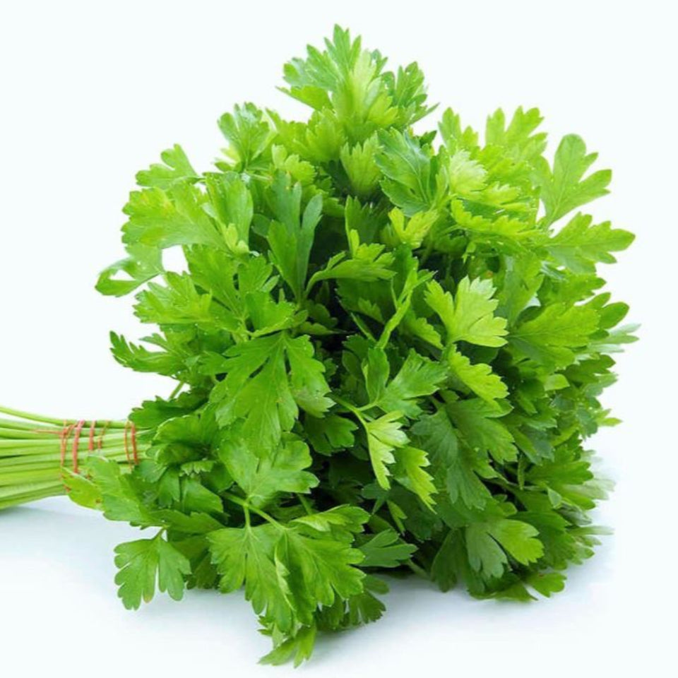 30 Semillas Perejil Liso