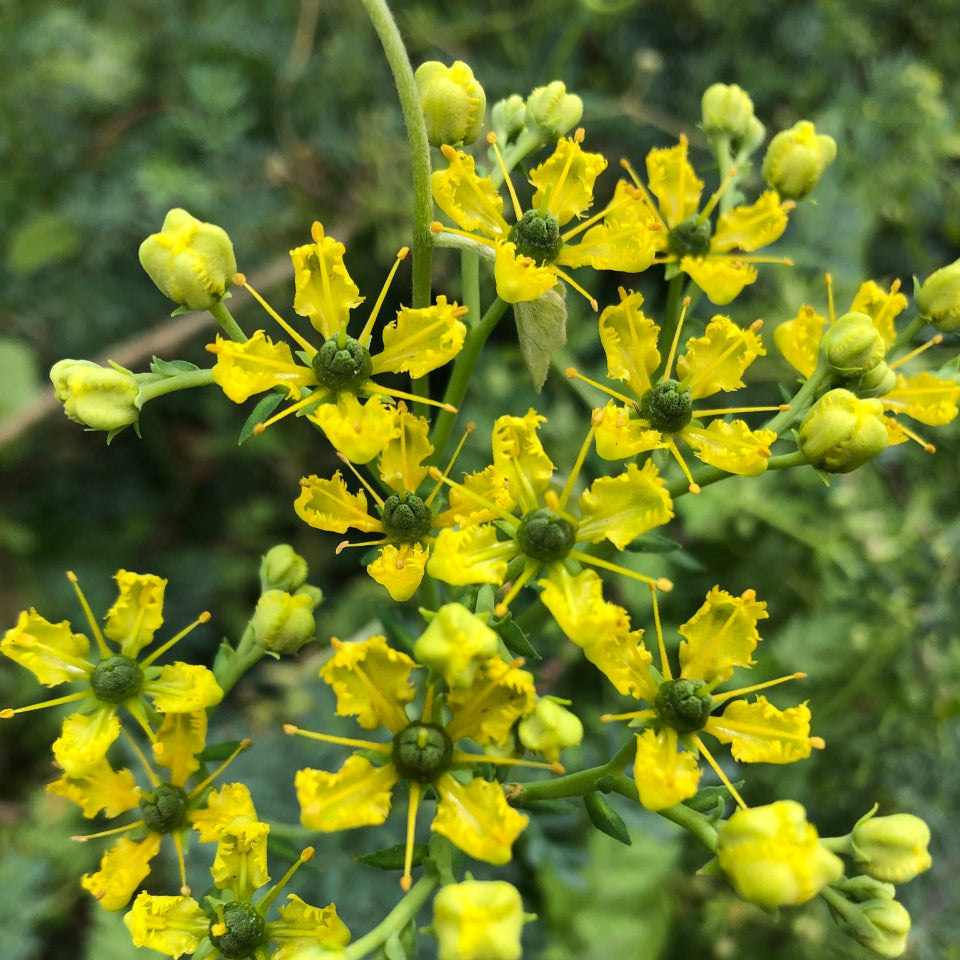 Pack de Semillas "Huerta Medicinal" 🍵