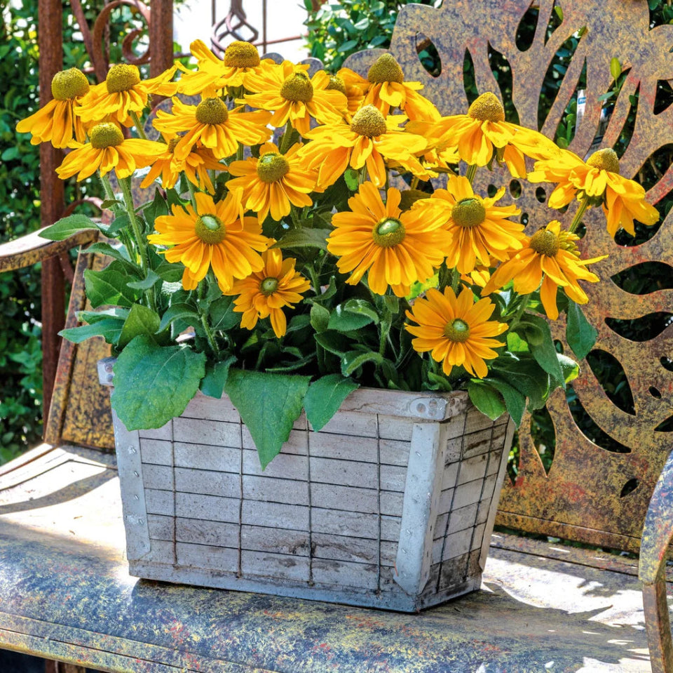 30 Semillas Rudbeckia (ojos de susana)