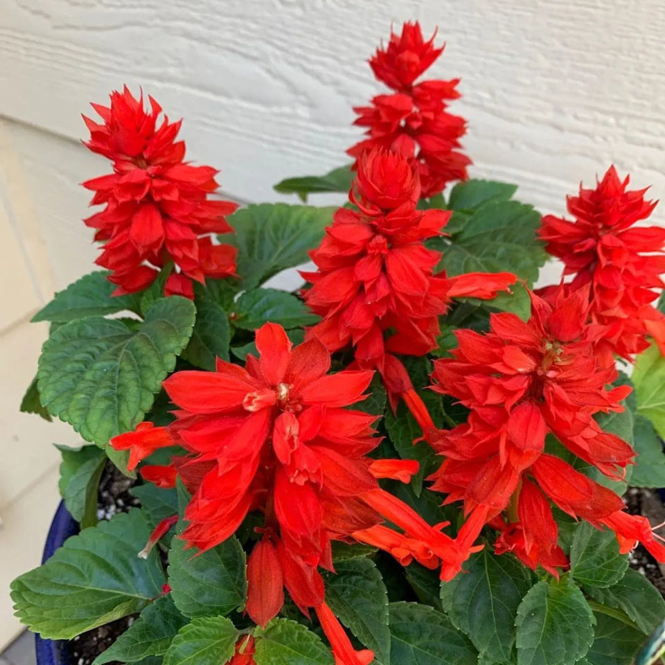 30 Semillas Salvia Splendens