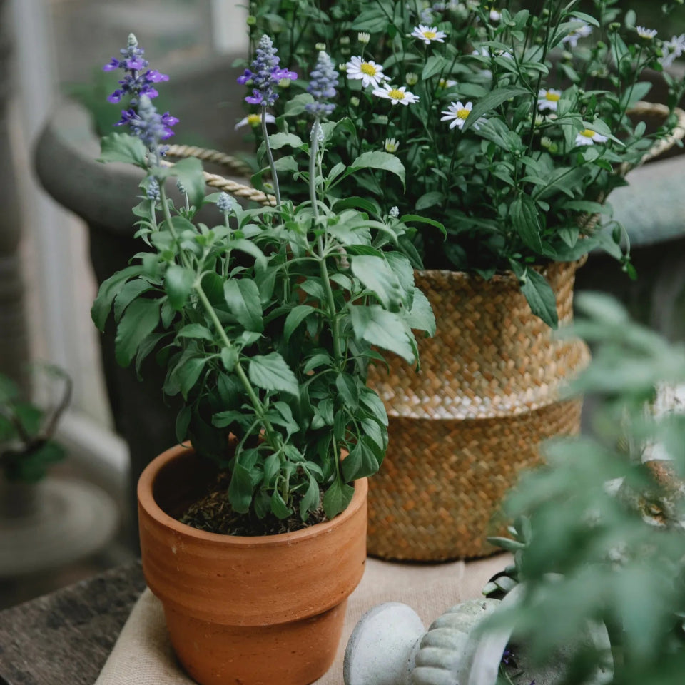 30 Semillas Salvia Azul